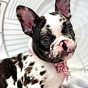 Tonka joined the competition — help win amazing prizes! dog, french_bulldog, puppy, pet, canine, black_and_white, spotted, bow_tie, plaid, pink, large_ears, wide_eyes, short_snout, wrinkled_face, portrait, close_up, indoors, cage, cute, alert