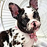 dog, french_bulldog, puppy, pet, canine, black_and_white, spotted, bow_tie, plaid, pink, large_ears, wide_eyes, short_snout, wrinkled_face, portrait, close_up, indoors, cage, cute, alert
