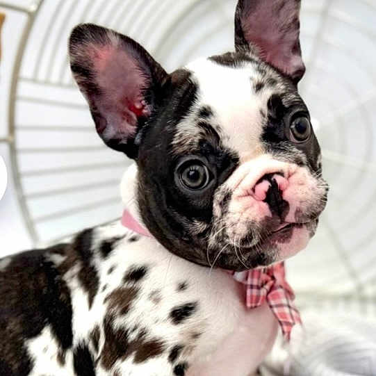 Tonka joined the competition — help win amazing prizes! dog, french_bulldog, puppy, pet, canine, black_and_white, spotted, bow_tie, plaid, pink, large_ears, wide_eyes, short_snout, wrinkled_face, portrait, close_up, indoors, cage, cute, alert