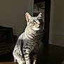 calm, cat, ceiling_fan, domestic_animal, doorway, ears, fur, green_eyes, home, indoor, looking_up, pet, portrait, shadow, sitting, stripes, sunlight, tabby_cat, whiskers, wooden_table