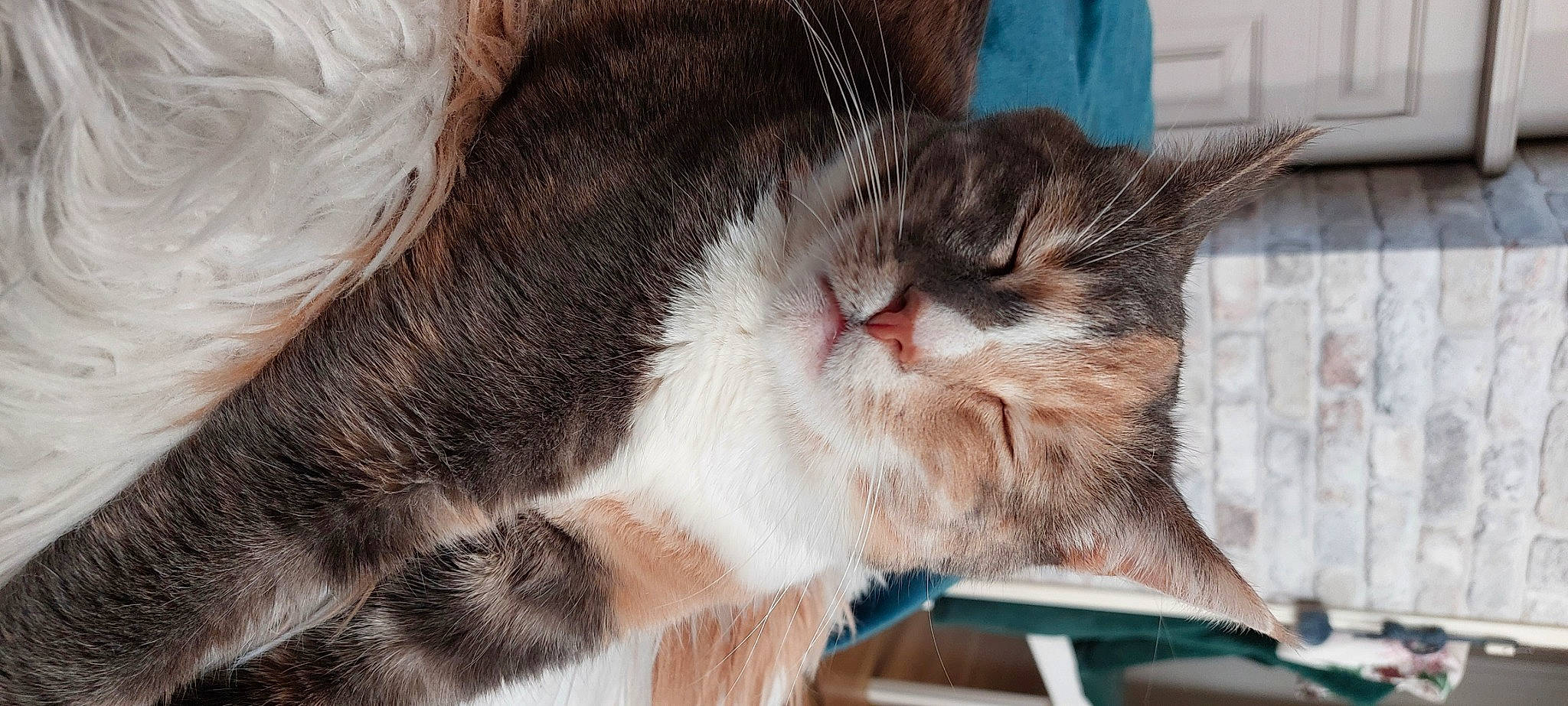 Nikou participe au concours pour gagner de l'argent avec cette photo : carnivore, cat, claw, comfort, domestic_short_haired_cat, fawn, felidae, fur, nap, pattern, paw, sleep, small_to_medium_sized_cats, snout, tail, tree, whiskers, window