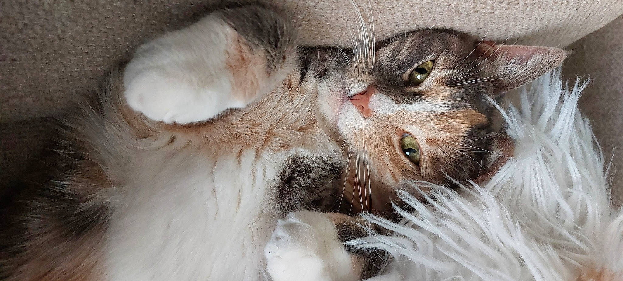 Nikou a rejoint le concours — aidez-le/la à gagner de superbes lots ! carnivore, cat, cat_bed, claw, domestic_short_haired_cat, ear, eye, eyelash, fawn, felidae, fur, paw, small_to_medium_sized_cats, terrestrial_animal, whiskers