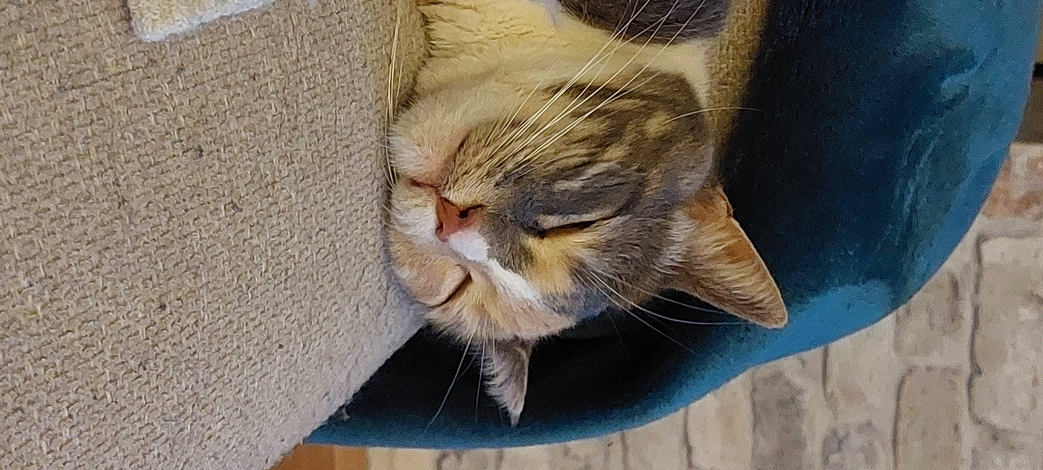 Nikou a rejoint le concours — aidez-le/la à gagner de superbes lots ! carnivore, cat, cat_supply, claw, comfort, domestic_short_haired_cat, fawn, felidae, fur, nap, paw, sleep, small_to_medium_sized_cats, snout, tail, terrestrial_animal, whiskers, wood, wrinkle