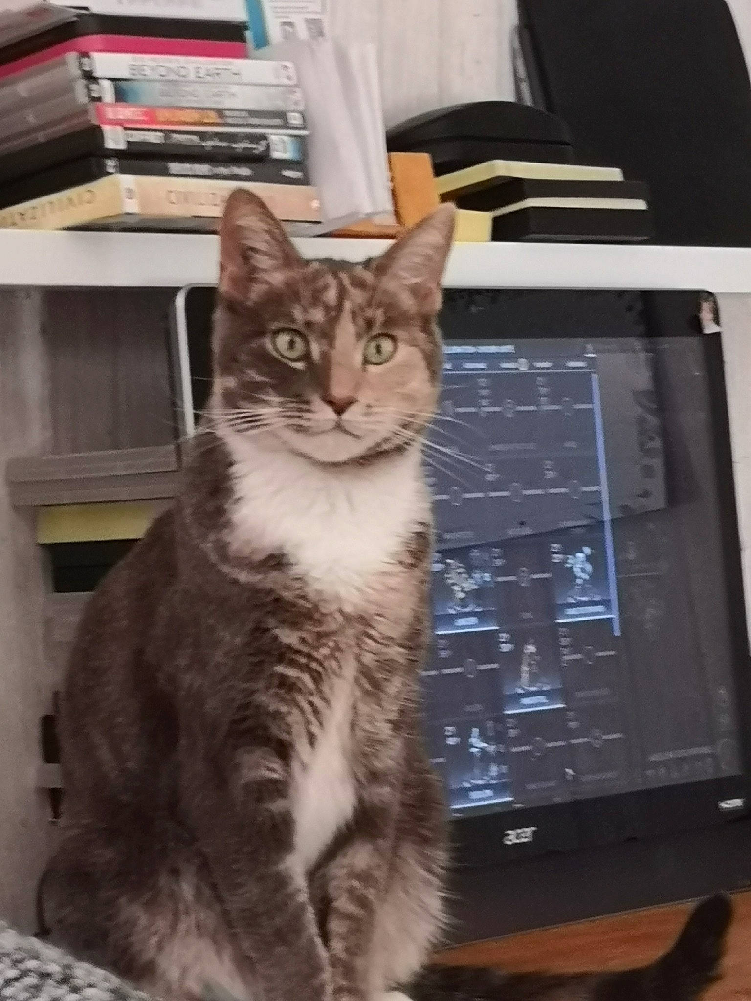 Elie a rejoint le concours — aidez-le/la à gagner de superbes lots ! carnivore, cat, comfort, computer, computer_monitor, display_device, domestic_short_haired_cat, felidae, fur, input_device, output_device, paw, peripheral, personal_computer, sitting, small_to_medium_sized_cats, snout, tail, terrestrial_animal, whiskers