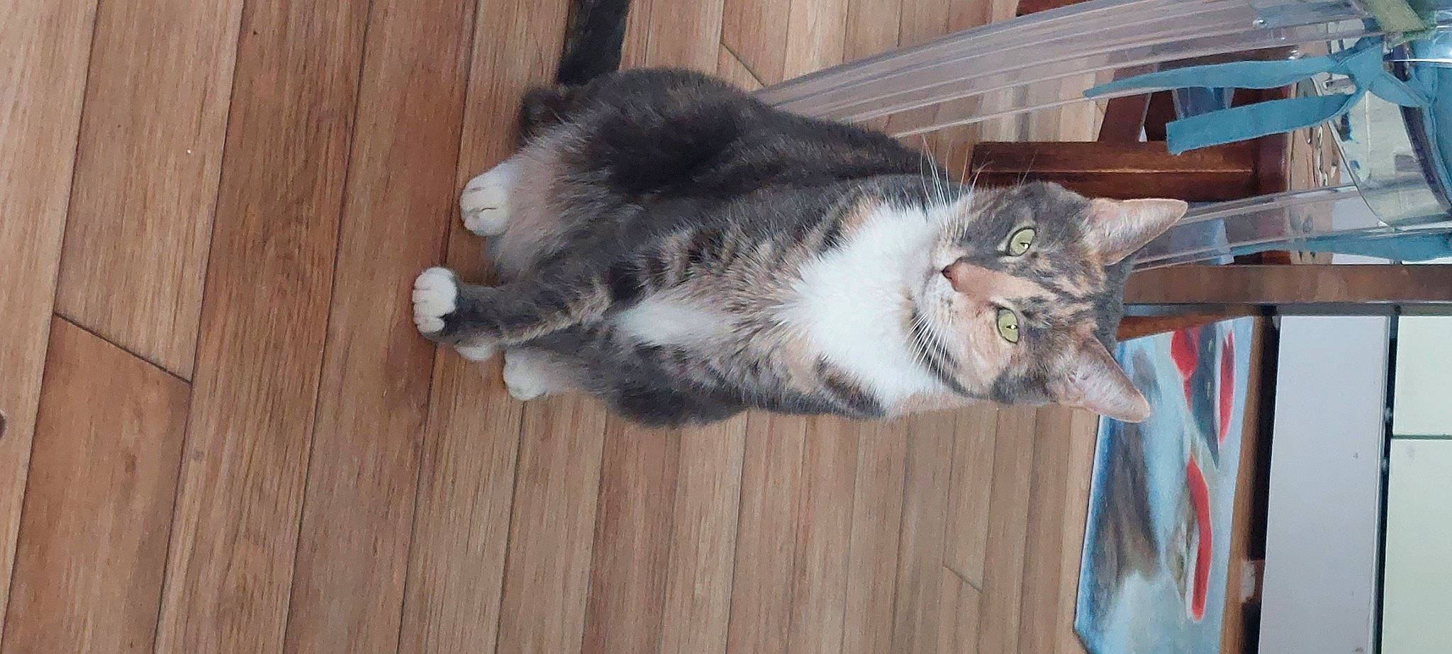 Elie participe au concours pour gagner de l'argent avec cette photo : carnivore, cat, claw, comfort, domestic_short_haired_cat, felidae, flooring, fur, hardwood, paw, plank, small_to_medium_sized_cats, snout, tail, varnish, whiskers, wood, wood_flooring, wood_stain