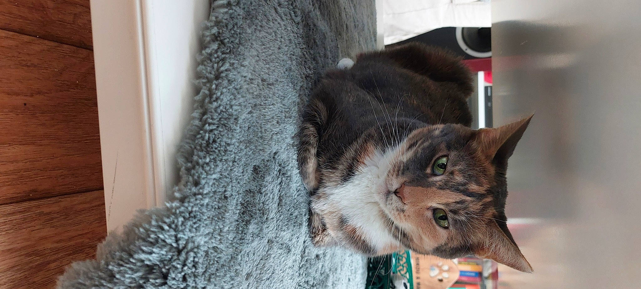 Elie a rejoint le concours — aidez-le/la à gagner de superbes lots ! black_cat, cardboard, carnivore, cat, chartreux, claw, domestic_short_haired_cat, felidae, fur, paw, plant, small_to_medium_sized_cats, snout, tail, tree, whiskers, wood