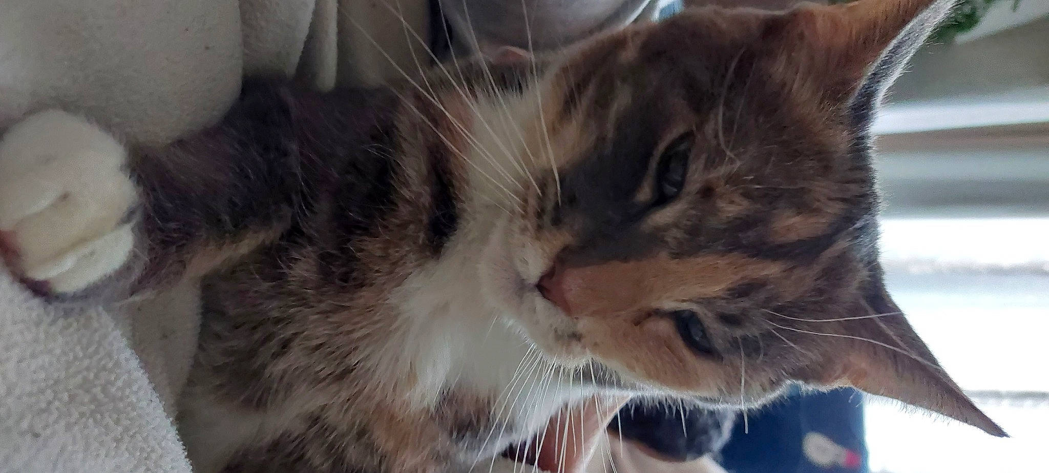 Elie participe au concours pour gagner de l'argent avec cette photo : carnivore, cat, claw, domestic_short_haired_cat, fang, felidae, fur, grass, paw, sky, small_to_medium_sized_cats, snout, terrestrial_animal, tree, whiskers, wildlife