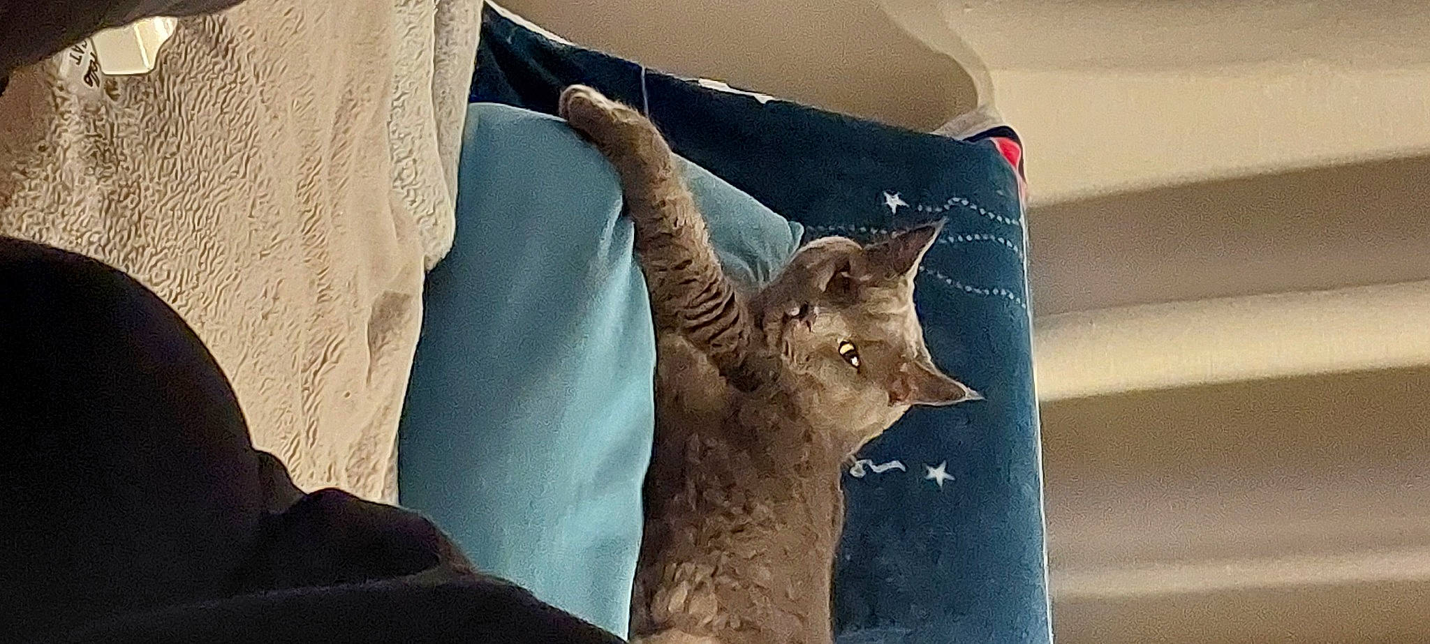 Mallow a rejoint le concours — aidez-le/la à gagner de superbes lots ! art, bedding, carnivore, cat, comfort, domestic_short_haired_cat, fawn, felidae, fur, linens, metal, room, small_to_medium_sized_cats, tail, tree, trunk, visual_arts, whiskers, window, wood