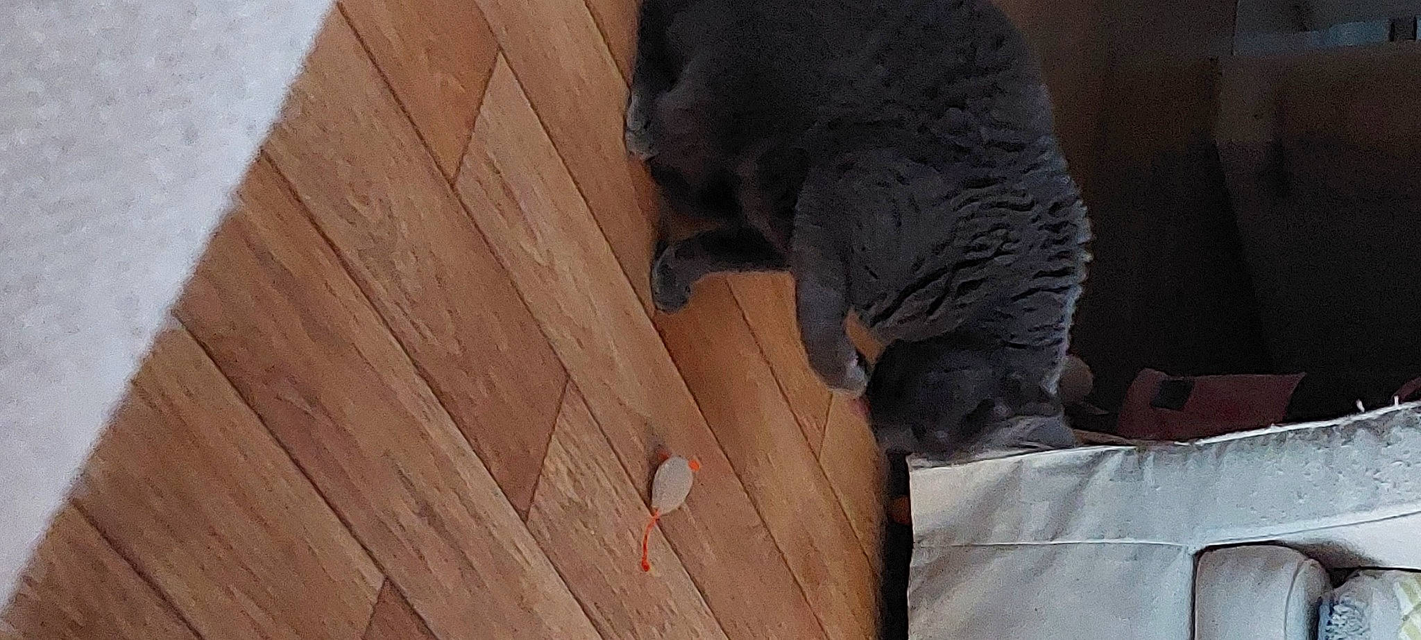 Mallow participe au concours pour gagner de l'argent avec cette photo : brown, carnivore, comfort, dog_breed, fawn, felidae, floor, flooring, fur, grey, hardwood, plank, plywood, small_to_medium_sized_cats, snout, tail, varnish, whiskers, wood, wood_stain