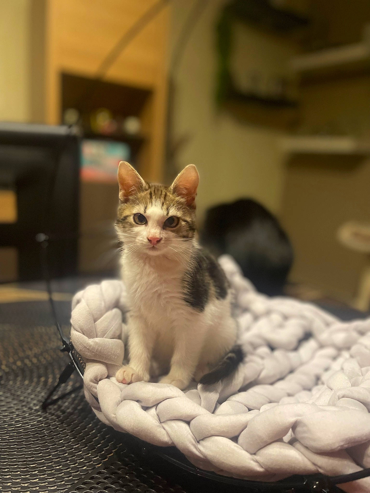 Yüko Et Aïra participe au concours pour gagner de l'argent avec cette photo : carnivore, cat, cat_supply, claw, comfort, domestic_short_haired_cat, door, fawn, felidae, flooring, fur, linens, paw, picture_frame, sitting, small_to_medium_sized_cats, snout, tail, whiskers, window