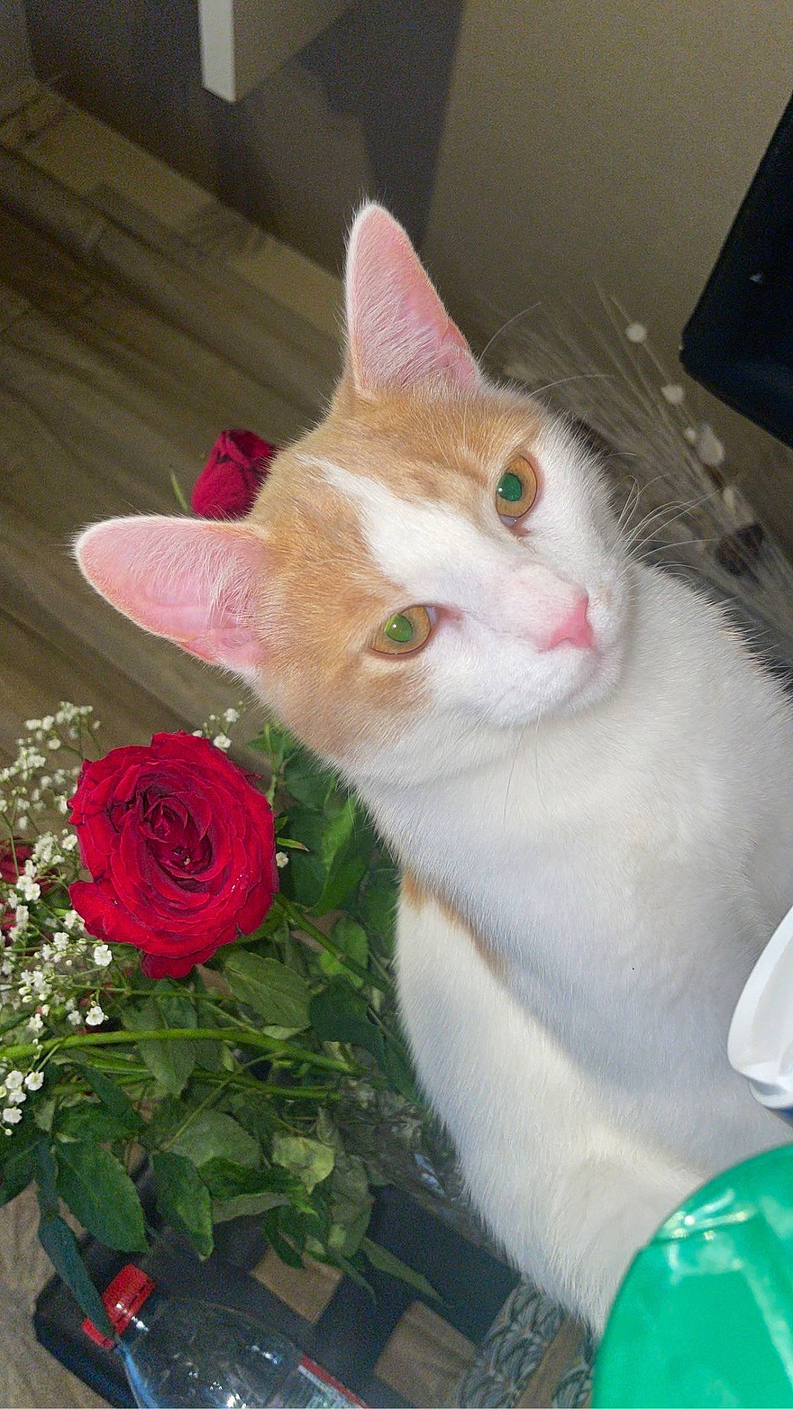 Yüko Et Aïra a rejoint le concours — aidez-le/la à gagner de superbes lots ! carnivore, cat, domestic_short_haired_cat, fawn, felidae, flower, fur, grass, hybrid_tea_rose, petal, plant, rose, rose_family, rose_order, small_to_medium_sized_cats, snout, tail, whiskers, window, wood