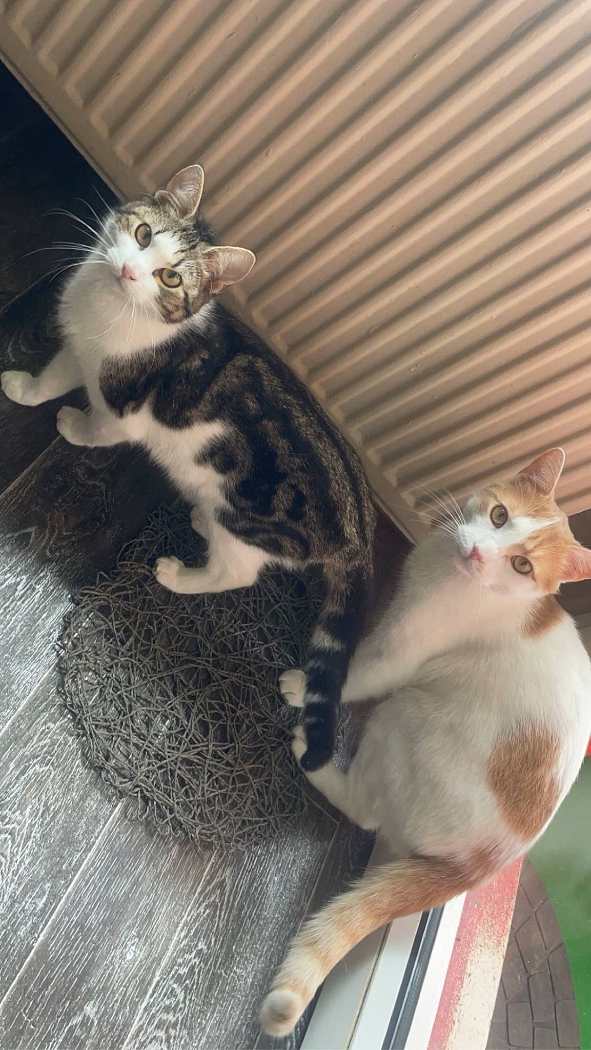 Yüko Et Aïra a rejoint le concours — aidez-le/la à gagner de superbes lots ! carnivore, cat, claw, domestic_short_haired_cat, fawn, felidae, fur, marsupial, paw, pet_supply, photo_caption, rodent, small_to_medium_sized_cats, snout, tail, terrestrial_animal, whiskers