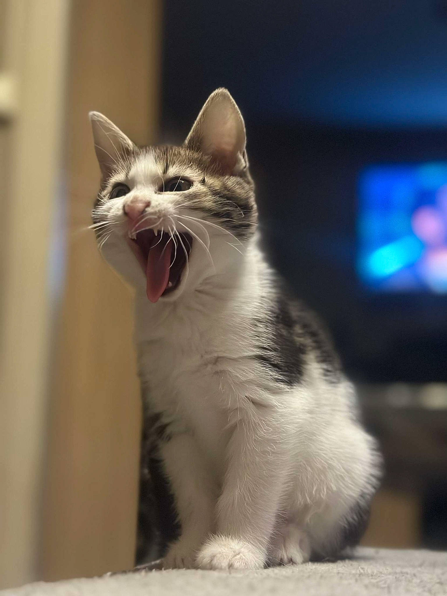 Yüko Et Aïra participe au concours pour gagner de l'argent avec cette photo : carnivore, cat, claw, domestic_short_haired_cat, fang, felidae, foot, fur, paw, photo_caption, roar, small_to_medium_sized_cats, snout, tail, terrestrial_animal, whiskers, window, yawn