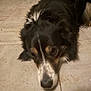 dog, pet, canine, close_up, portrait, tile_floor, indoor, fur, tricolor, black_fur, white_muzzle, brown_markings, sleepy, resting, nose, whiskers, ears, eyes, low_light, soft_focus