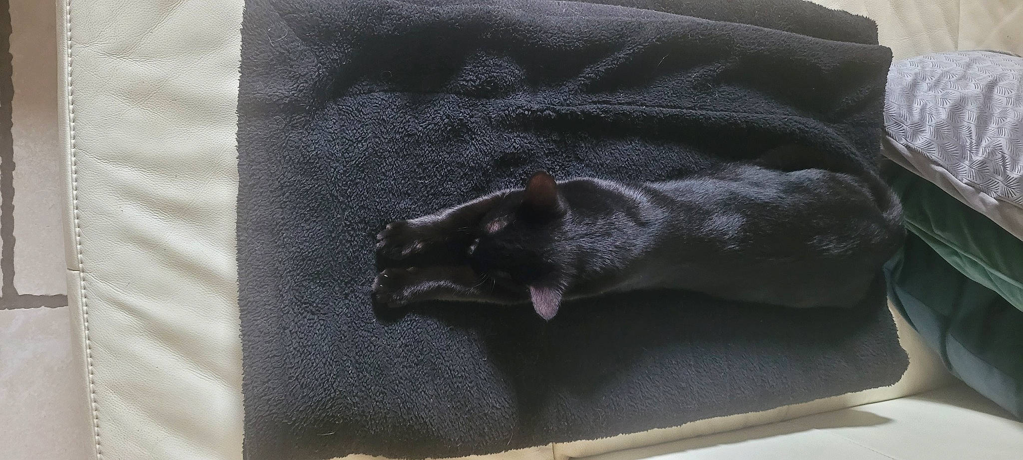 Bao participe au concours pour gagner de l'argent avec cette photo : bat, carnivore, comfort, dog_breed, fashion_accessory, felidae, font, fur, grey, linens, metal, pattern, rectangle, sleeve, small_to_medium_sized_cats, snout, tail, terrestrial_animal, textile, wood