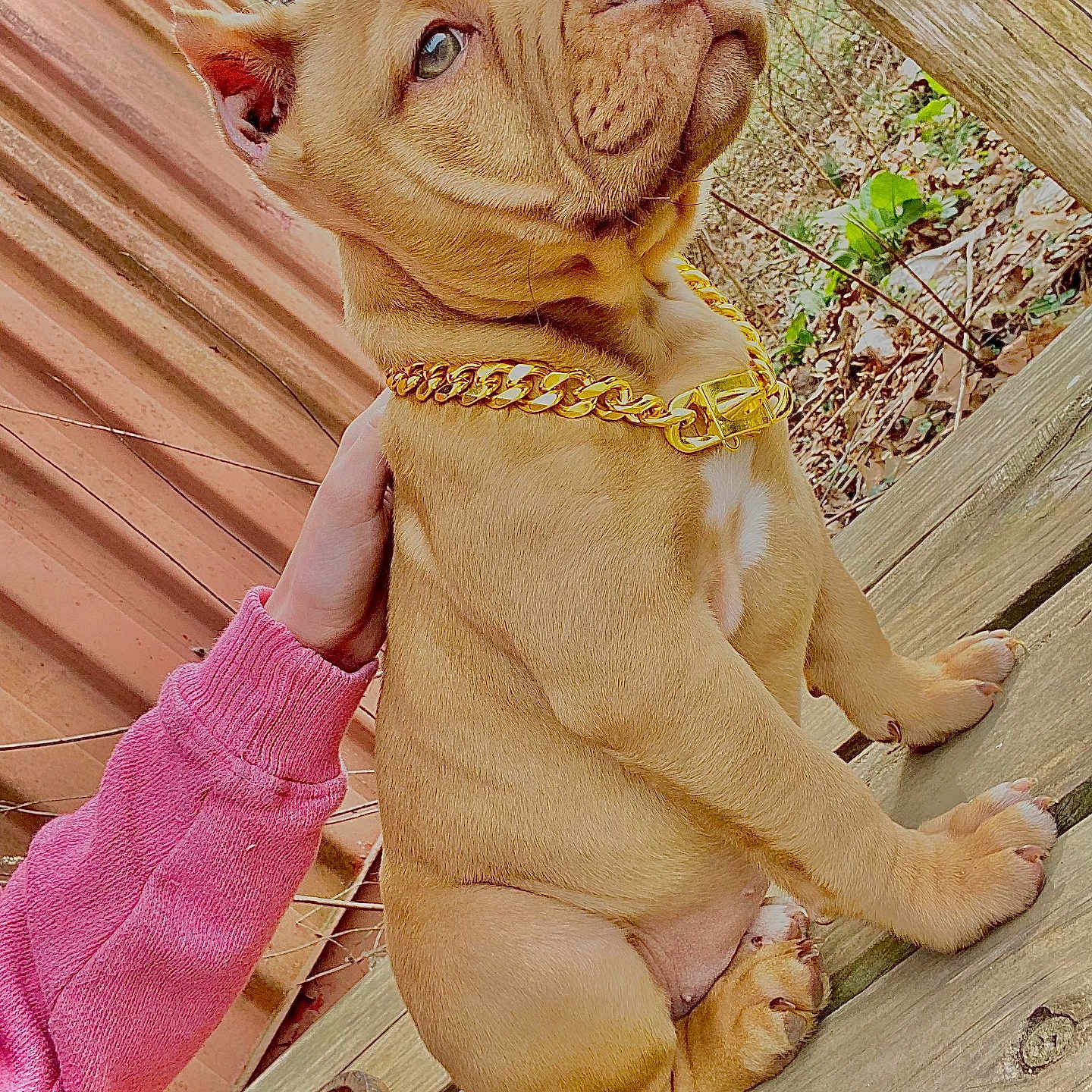 Freya is registered to the contest to win money with this photo: accessories, animal, bodypart, boxer, bracelet, bulldog, canine, clothing, dog, finger, frenchbulldog, hand, hound, jewelry, person, pet, pitbull, plywood, puppy, wood