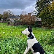 Aïko a rejoint le concours — aidez-le/la à gagner de superbes lots ! dog, black_and_white, grass, leash, outdoor, cloudy_sky, trees, building, fence, nature, field, rural, sitting, collar, pet, canine, flora, landscape, garden, daytime