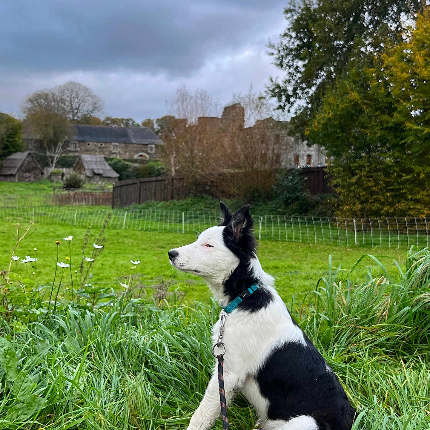 Aïko a rejoint le concours — aidez-le/la à gagner de superbes lots ! black_and_white, building, canine, cloudy_sky, collar, daytime, dog, fence, field, flora, garden, grass, landscape, leash, nature, outdoor, pet, rural, sitting, trees
