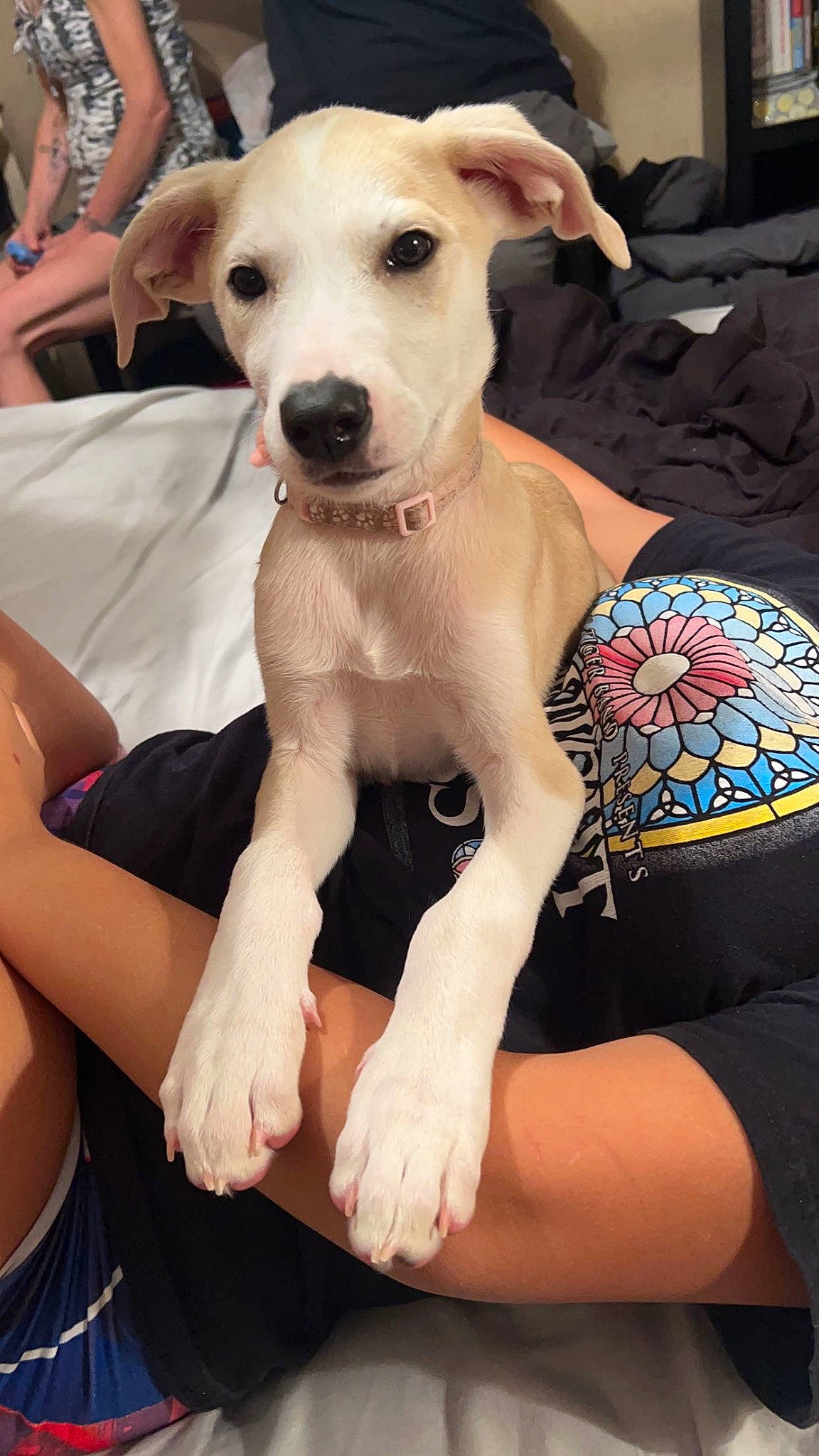 Bleu joined the competition — help win amazing prizes! canidae, carnivore, collar, comfort, companion_dog, couch, dog, dog_breed, dog_collar, dog_supply, elbow, fawn, fur, paw, sitting, snout, sporting_group, thigh, working_animal, wrist