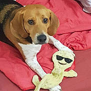 Marvel a rejoint le concours — aidez-le/la à gagner de superbes lots ! dog, beagle, pet, blanket, red_blanket, toy, plush_toy, sunglasses_emoji, paw, paws, face, eyes, ears, muzzle, indoor, bed, looking_up, cute, cozy, playing