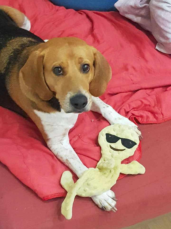 Marvel a rejoint le concours — aidez-le/la à gagner de superbes lots ! dog, beagle, pet, blanket, red_blanket, toy, plush_toy, sunglasses_emoji, paw, paws, face, eyes, ears, muzzle, indoor, bed, looking_up, cute, cozy, playing
