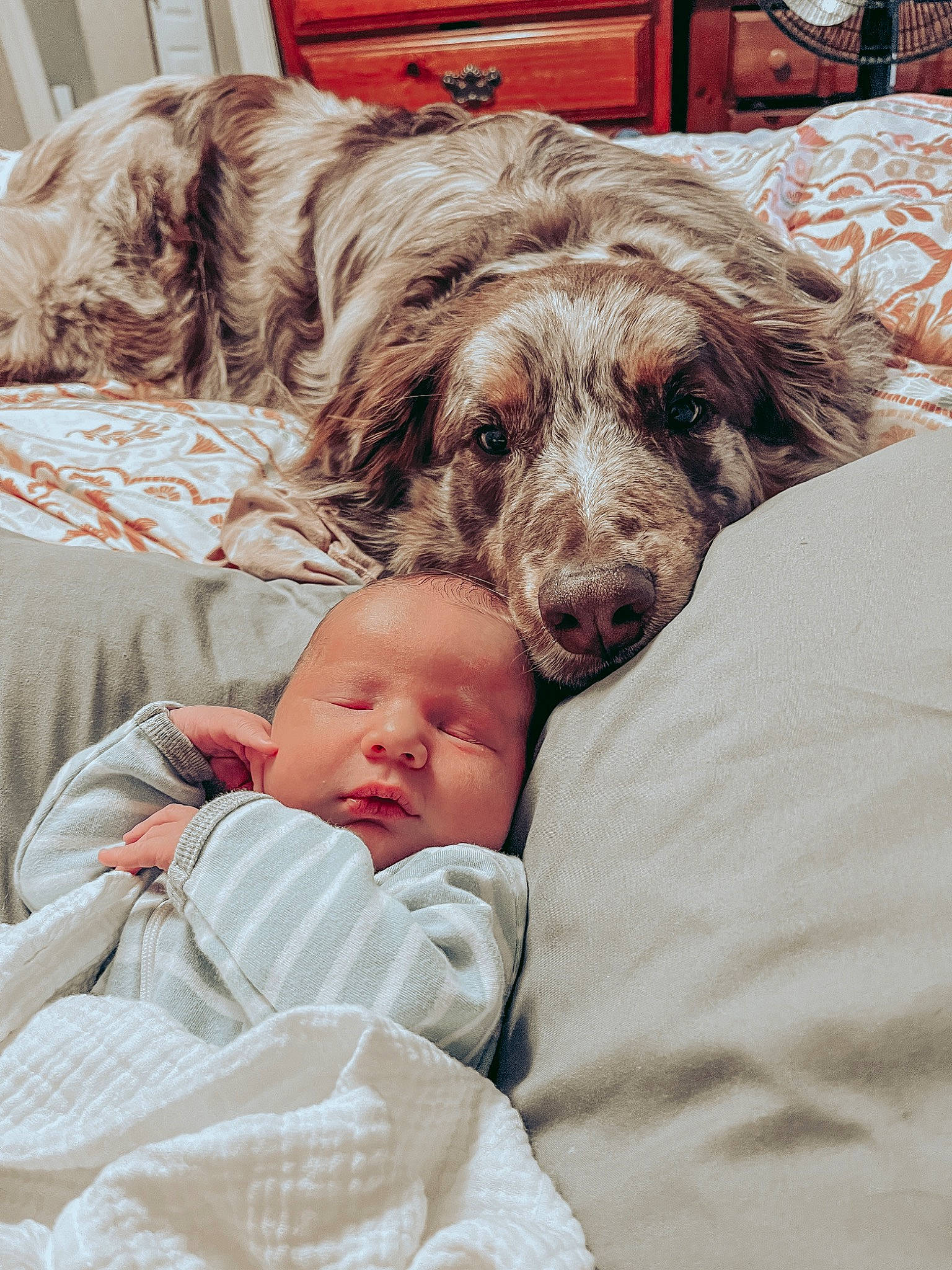 Bransyn is registered to the contest to win money with this photo: baby, canidae, carnivore, comfort, companion_dog, couch, dog, dog_breed, fawn, fur, linens, liver, living_room, nap, person, room, sitting, snout, sporting_group, toddler