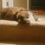 Simba joined the competition — help win amazing prizes! cat, fluffy, carpet, stairs, indoor, pet, relaxed, feline, home, cozy, animal, laying_down, whiskers, fur, cute, domestic, resting, light, shadow, soft