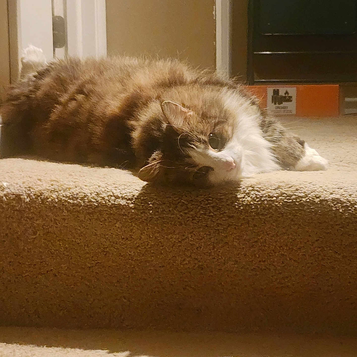 Simba joined the competition — help win amazing prizes! animal, carpet, cat, cozy, cute, domestic, feline, fluffy, fur, home, indoor, laying_down, light, pet, relaxed, resting, shadow, soft, stairs, whiskers