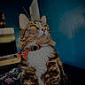 animal, blue_background, bow_tie, cat, closeup, collar, cute, ears, fur, furniture, home, indoor, pet, portrait, sitting, striped_fur, tabby, whiskers, white_chest, yellow_eyes