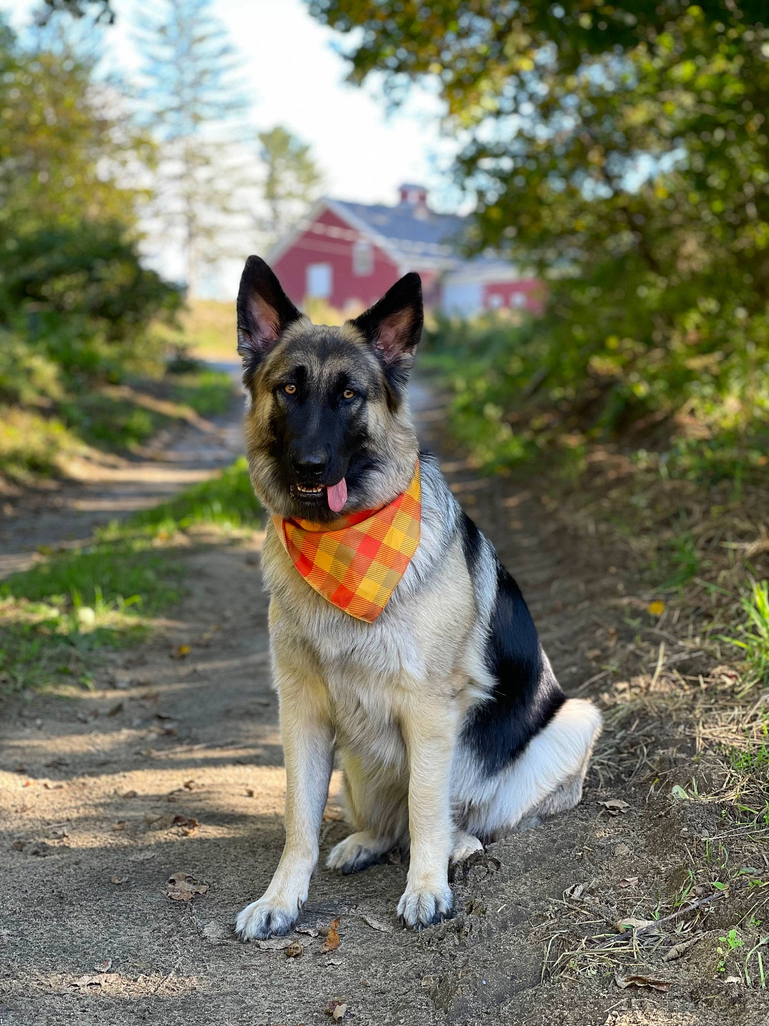 Mischa joined the competition — help win amazing prizes! adventure, australian_cattle_dog, canidae, carnivore, collar, companion_dog, dog, dog_breed, fawn, grass, herding_dog, plant, sky, snout, sporting_group, tail, tree, walking, wildlife, working_animal