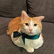 Cheddar Cheese is registered to the contest to win money with this photo: bow, cat, closeup, couch, cozy, cute, domestic, feline, furniture, green_eyes, indoor, orange_cat, paws, pet, portrait, relaxed, ribbon, sitting, whiskers, white_fur