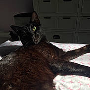 Tchalla joined the competition — help win amazing prizes! bed, bedroom_furniture, black_cat, blanket, cat, close_up, domestic_animal, dresser, feline, fur, green_eyes, indoor, lying_down, paw, pet, portrait, relaxed, shadow, sunlight, whiskers