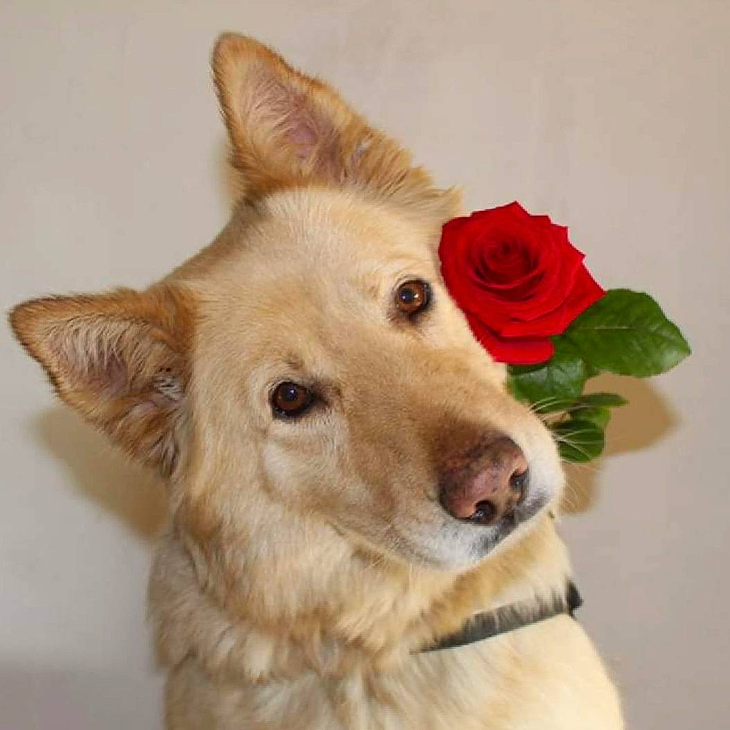 Lolo participe au concours pour gagner de l'argent avec cette photo : canaan_dog, canidae, carnivore, companion_dog, dog, dog_breed, ear, fawn, mammal, norwegian_buhund, nose, rare_breed_dog, snout, vertebrate, whiskers, white_shepherd