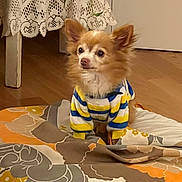 Youki participe au concours pour gagner de l'argent avec cette photo : dog, small_dog, chihuahua, pet, indoor, blanket, striped_sweater, clothing, floor, wooden_floor, furniture, plant, curtain, cute, animal, companion, looking_away, ears_up, fur, cozy