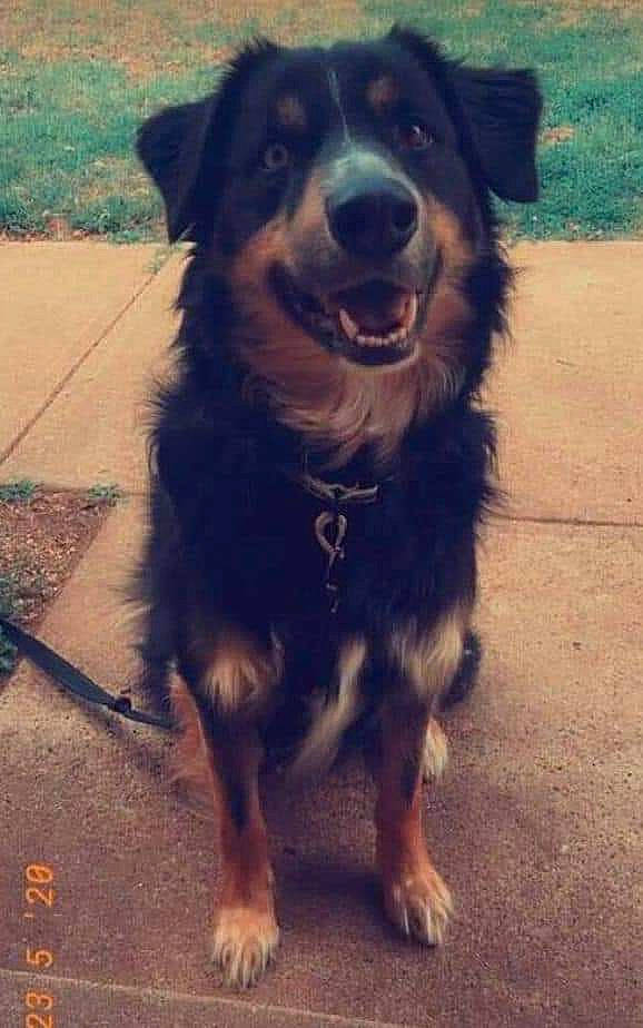 Oakley is registered to the contest to win money with this photo: asphalt, carnivore, cloud, companion_dog, dog, dog_breed, dog_collar, fur, gaddi_kutta, guard_dog, happy, herding_dog, metal, road_surface, shadow, tail, tints_and_shades, whiskers, working_animal, working_dog