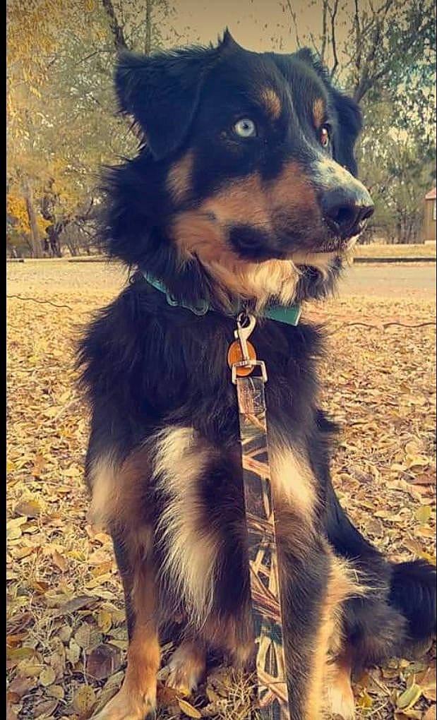 Oakley is registered to the contest to win money with this photo: carnivore, collar, companion_dog, dog, dog_breed, dog_collar, dog_supply, electric_blue, fur, happy, herding_dog, leash, light, pet_supply, snout, sporting_group, tints_and_shades, tree, whiskers, working_animal