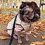 animal, autumn, bench, blue_eyes, cat, clothing, curious, cute, fallen_leaves, hairless_cat, hood, jacket, leash, outdoor, pavement, pet, side_view, small_animal, sphynx_cat, stone_wall