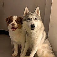 Orion Et Saïko participe au concours pour gagner de l'argent avec cette photo : animal, brown_and_white_dog, canine, companions, cute, dog, domestic, ears, eyes, friendship, fur, happy, husky, indoor, mammal, pets, portrait, sitting, smiling, two_dogs