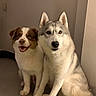 animal, brown_and_white_dog, canine, companions, cute, dog, domestic, ears, eyes, friendship, fur, happy, husky, indoor, mammal, pets, portrait, sitting, smiling, two_dogs