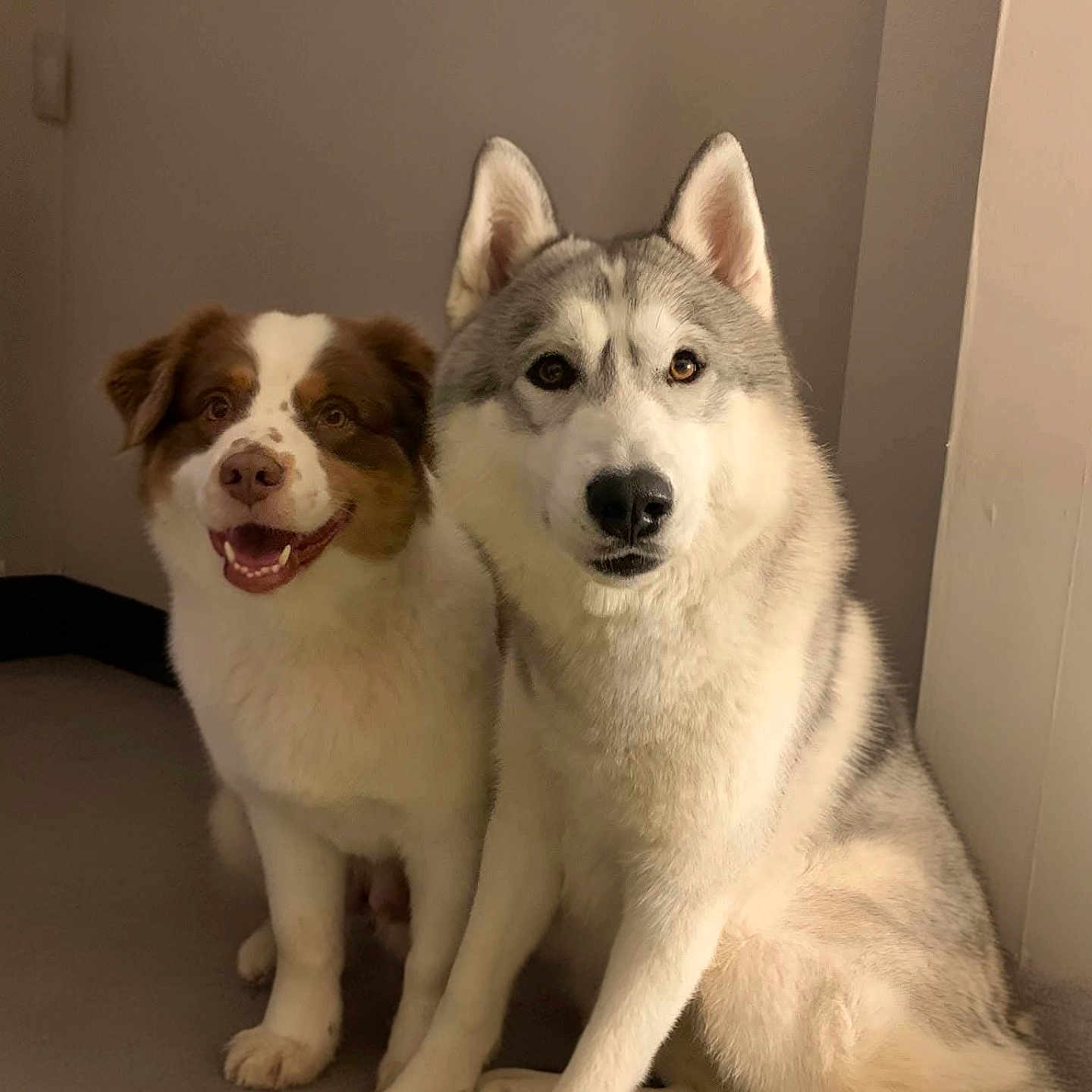 Orion Et Saïko participe au concours pour gagner de l'argent avec cette photo : animal, brown_and_white_dog, canine, companions, cute, dog, domestic, ears, eyes, friendship, fur, happy, husky, indoor, mammal, pets, portrait, sitting, smiling, two_dogs