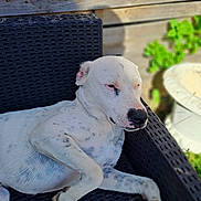 Patch a rejoint le concours — aidez-le/la à gagner de superbes lots ! dog, white_dog, spotted_dog, resting, outdoor, chair, woven_chair, wooden_fence, green_plants, sunlight, relaxed, pet, animal, summer, nature, garden, canine, sleepy, portrait, fur