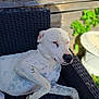 dog, white_dog, spotted_dog, resting, outdoor, chair, woven_chair, wooden_fence, green_plants, sunlight, relaxed, pet, animal, summer, nature, garden, canine, sleepy, portrait, fur