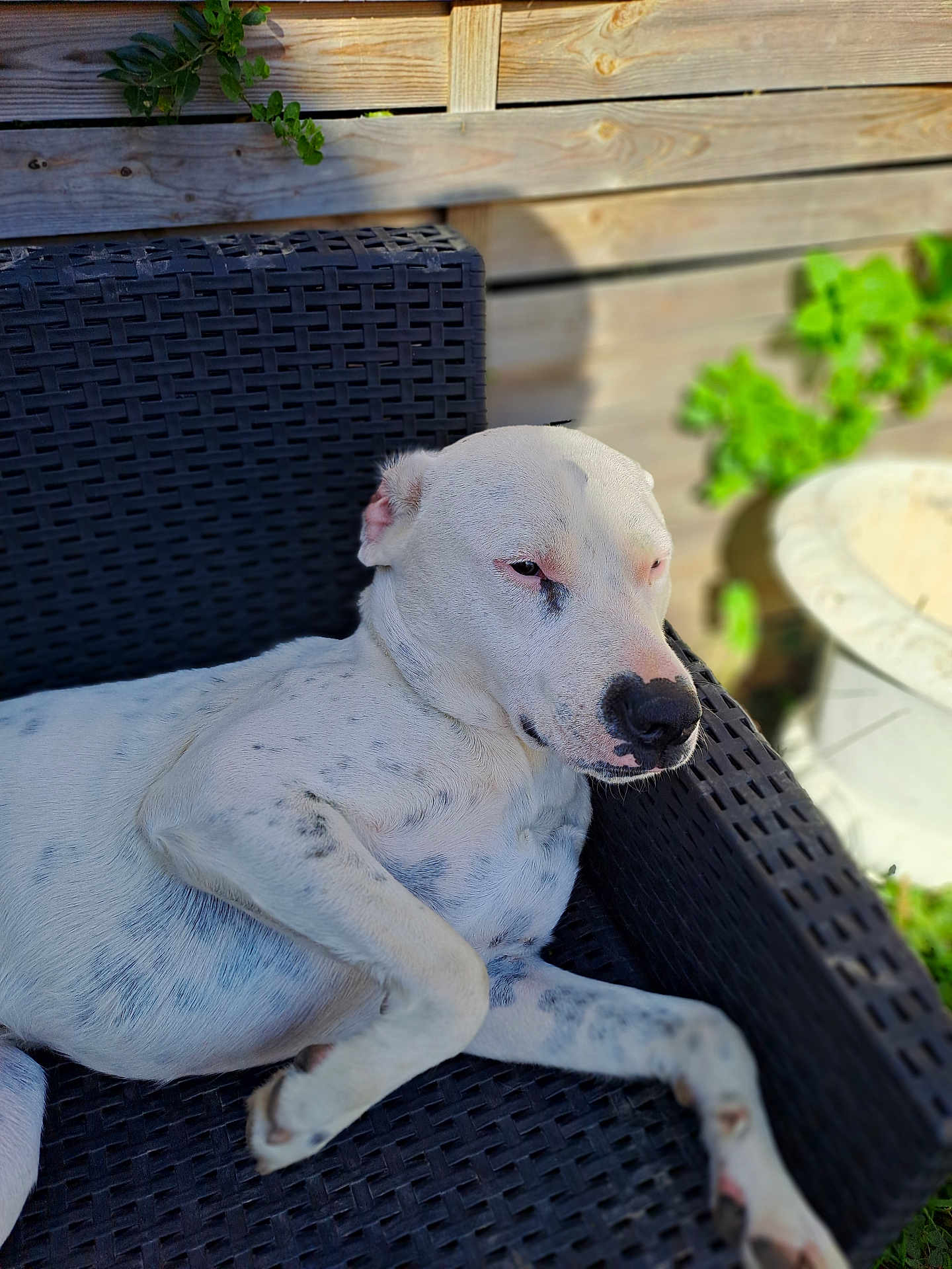 Patch a rejoint le concours — aidez-le/la à gagner de superbes lots ! dog, white_dog, spotted_dog, resting, outdoor, chair, woven_chair, wooden_fence, green_plants, sunlight, relaxed, pet, animal, summer, nature, garden, canine, sleepy, portrait, fur
