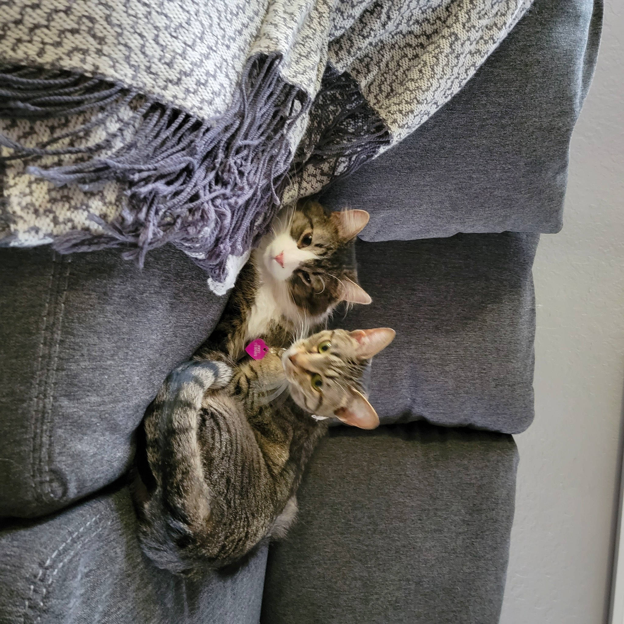 Norman is registered to the contest to win money with this photo: carnivore, cat, comfort, denim, dress, fashion_design, felidae, fur, fur_clothing, glasses, grey, human_leg, linens, outerwear, sleeve, small_to_medium_sized_cats, street_fashion, tail, textile, whiskers