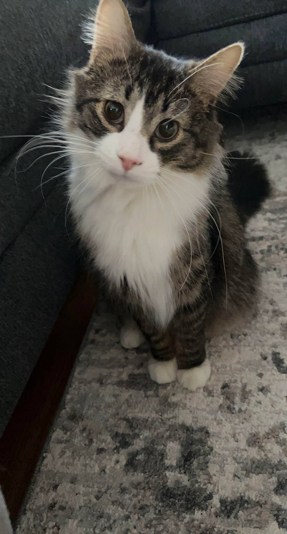 Norman joined the competition — help win amazing prizes! carnivore, cat, claw, domestic_short_haired_cat, felidae, flooring, foot, fur, hardwood, monochrome_photography, paw, road_surface, sitting, small_to_medium_sized_cats, snout, tail, terrestrial_animal, whiskers, window, wood