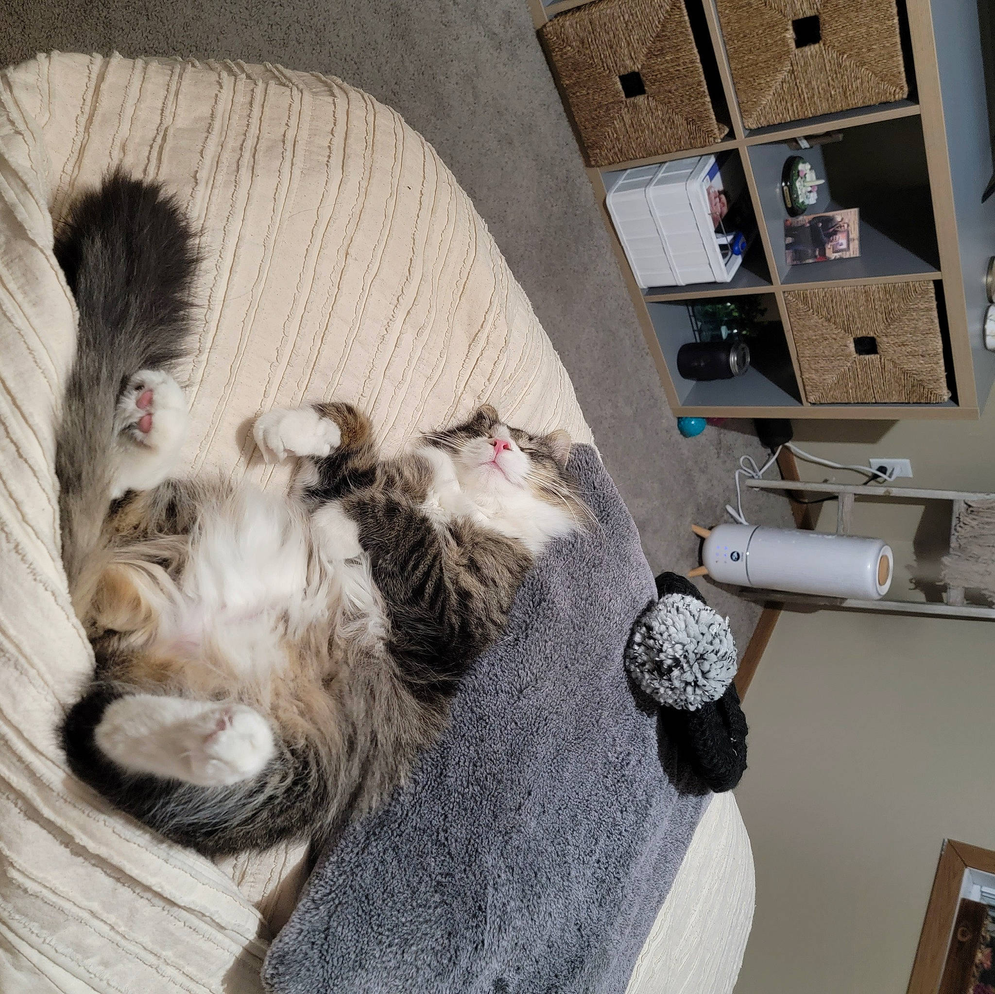 Norman joined the competition — help win amazing prizes! canidae, carnivore, cat, comfort, companion_dog, dog_breed, domestic_short_haired_cat, fawn, felidae, flooring, fur, paw, room, schnauzer, shelf, small_to_medium_sized_cats, sporting_group, tail, whiskers, wood