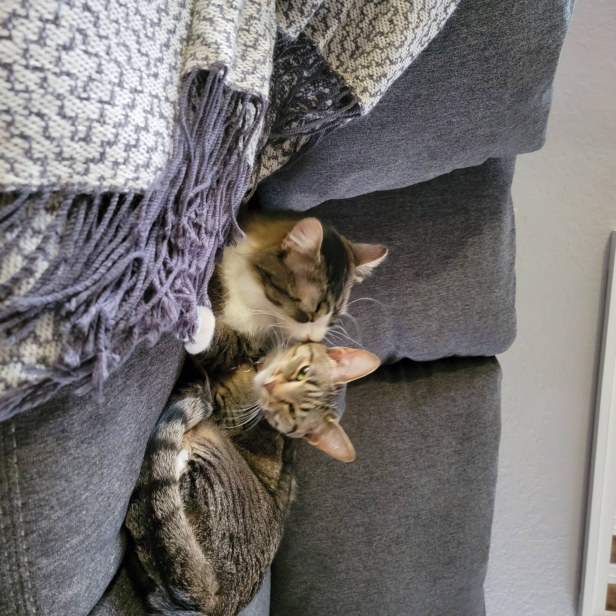 Bugsy joined the competition — help win amazing prizes! bag, carnivore, cat, claw, comfort, domestic_short_haired_cat, felidae, fur, grey, linens, nap, rope, small_to_medium_sized_cats, tail, tree, trunk, twig, whiskers, window, wood