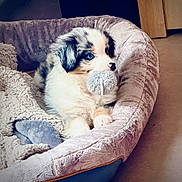 Aiko a rejoint le concours — aidez-le/la à gagner de superbes lots ! puppy, dog, blue_eyes, toy, plush_bed, blanket, indoor, pet, cute, fluffy, resting, comfort, animal, canine, young_dog, fur, snout, paw, relaxed, home