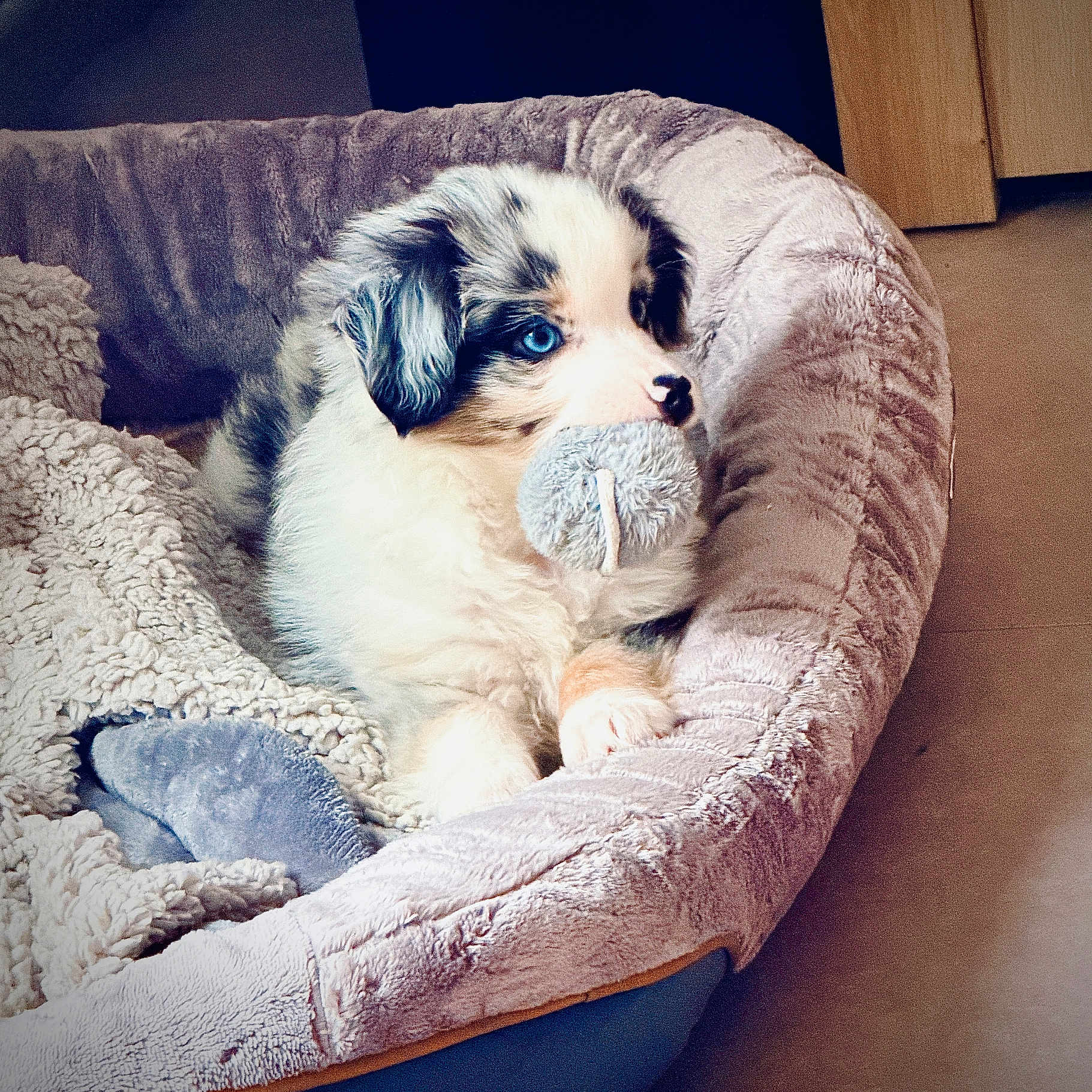 Aiko a rejoint le concours — aidez-le/la à gagner de superbes lots ! animal, blanket, blue_eyes, canine, comfort, cute, dog, fluffy, fur, home, indoor, paw, pet, plush_bed, puppy, relaxed, resting, snout, toy, young_dog