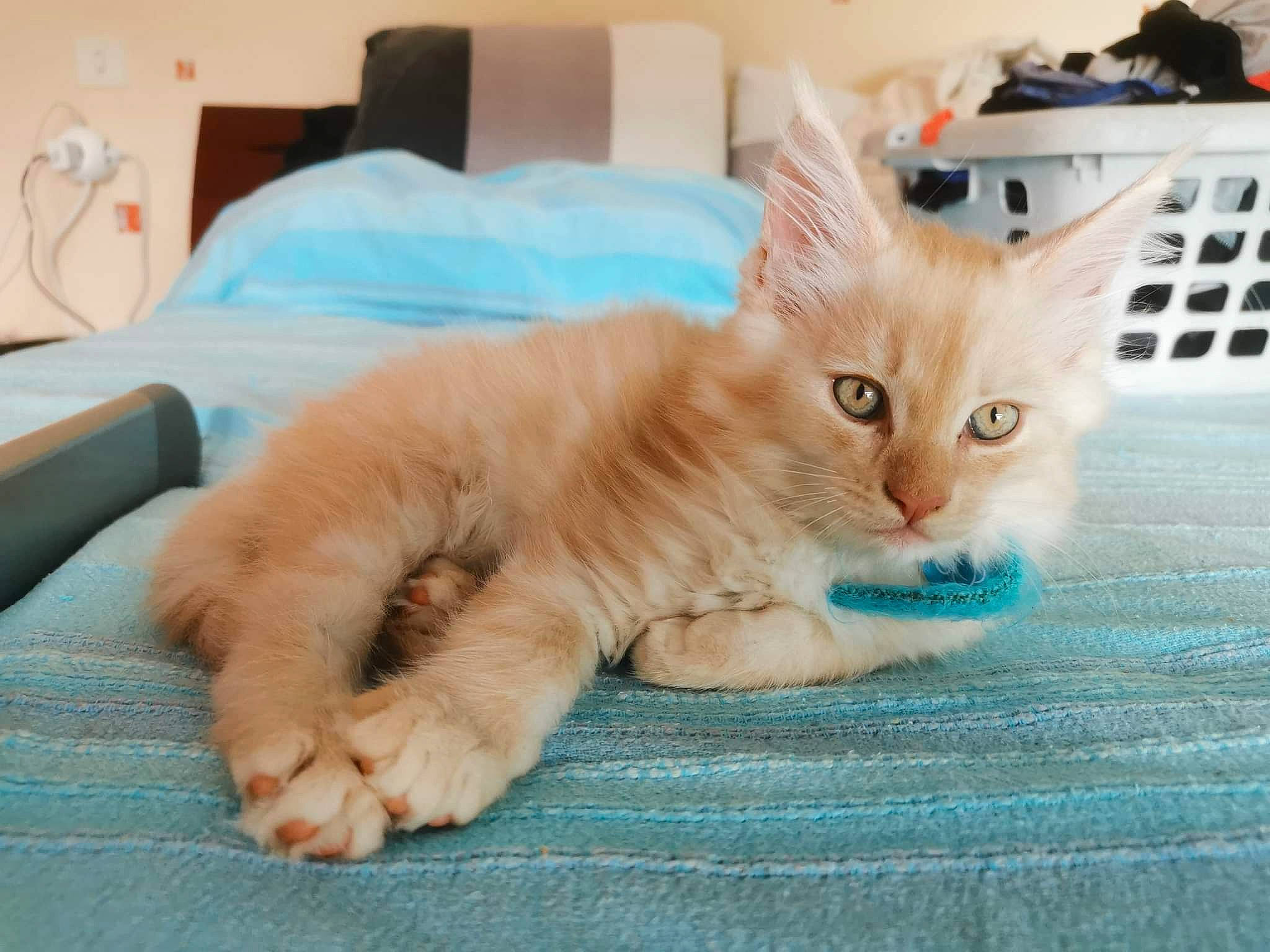 Thor Des ô De Mortain participe au concours pour gagner de l'argent avec cette photo : carnivore, cat, claw, comfort, domestic_short_haired_cat, fawn, felidae, fur, nap, paw, sitting, small_to_medium_sized_cats, snout, tail, whiskers